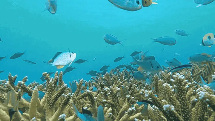 SensFish korallzátony- és hajóforgalom-elemzés esettanulmány a Wozifytól
