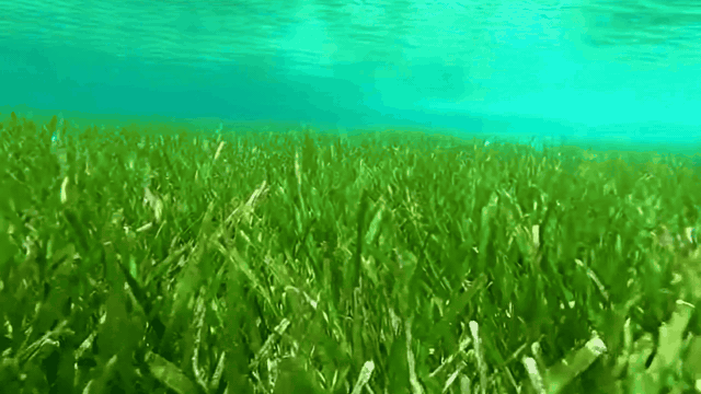 Seagrass Monitoring Platform space software case study